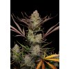 Fast Buds Apple Strudel Auto, feminized autoflowering (Balení 1 ks)