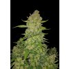Fast Buds Papaya Cookies Auto, feminized autoflowering (Balení 5 ks)