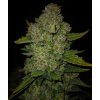 Fast Buds Papaya Cookies Auto, feminized autoflowering (Balení 5 ks)