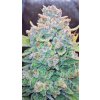 Fast Buds Papaya Cookies Auto, feminized autoflowering (Balení 3 ks)