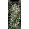 Fast Buds Sour Jealousy Auto, feminized autoflowering (Balení 5 ks)