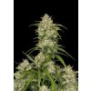 Fast Buds Sour Jealousy Auto, feminized autoflowering (Balení 5 ks)