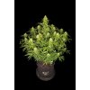 Fast Buds Sour Jealousy Auto, feminized autoflowering (Balení 3 ks)