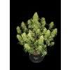 Fast Buds Sour Jealousy Auto, feminized autoflowering (Balení 1 ks)