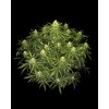 Fast Buds Sour Jealousy Auto, feminized autoflowering (Balení 1 ks)
