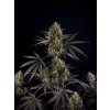 Fast Buds Pound Cake Auto, feminized autoflowering (Balení 3 ks)