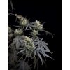 Fast Buds Pound Cake Auto, feminized autoflowering (Balení 3 ks)
