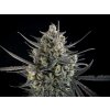 Fast Buds Pound Cake Auto, feminized autoflowering (Balení 3 ks)