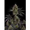 Fast Buds Pound Cake Auto, feminized autoflowering (Balení 3 ks)