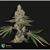 T.H. Seeds Beasty Gemelo, feminized, special pack (Balení 6+1 ks)