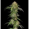 Humboldt Seed Company, Ed Rosenthals Super High Life, feminized (Balení 10ks)