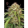Humboldt Seed Company, Ed Rosenthals Super High Life, feminized (Balení 3ks)