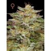 Humboldt Seed Company, Golden Sands, feminized (Balení 3ks)