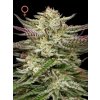 Humboldt Seed Company, Humboldt Headband Auto, autoflowering feminized (Balení 3ks)