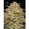 70545 humboldt seed company orange creampop feminized