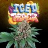 70650 perfect tree seeds iced peach feminized