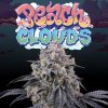 70653 perfect tree seeds peach clouds feminized