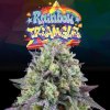 70656 perfect tree seeds rainbow triangle feminized