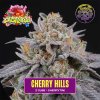 70659 perfect tree seeds cherry hills feminized