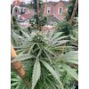 Seedstockers Zmakdaun, feminized outdoor, (Balení 3 ks)