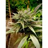 Seedstockers Zmakdaun, feminized outdoor, (Balení 1 ks)
