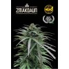 Seedstockers Zmakdaun, feminized outdoor, (Balení 1 ks)