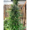 Seedstockers Big Yeti, feminized outdoor, (Balení 5 ks)
