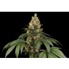 Sensi Seeds Chocolate Rainbow XXL, feminized (Balení 3 ks)
