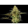 Sensi Seeds Grapevine Candy, feminized (Balení 3 ks)