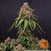 Barney´s Farm White Widow XXL, feminized (Balení 3 ks)
