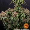 Barney´s Farm White Widow XXL, feminized (Balení 3 ks)