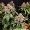 Barney´s Farm White Widow XXL, feminized (Balení 3 ks)