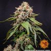 Barney´s Farm White Widow XXL, feminized (Balení 10 ks)