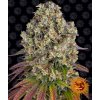 Barney´s Farm Sour Diesel, feminized (Balení 10 ks)