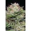 Humboldt Seed Company, Durban Poison Auto, autoflowering feminized (Balení 5ks)