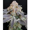 70986 symbiotic genetics rated r feminized