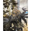 Symbiotic Genetics, Miracle Fruit, feminized (Balení 2+1 ks)