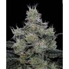 71004 symbiotic genetics grease fire feminized