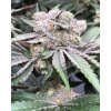 71019 symbiotic genetics baccarat feminized