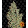 71172 barney s farm tangerine dream feminized vyprodej