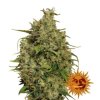 71178 barney s farm sweet tooth feminized vyprodej