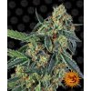 71199 barney s farm cookies kush feminized vyprodej