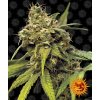 71238 barney s farm utopia haze feminized vyprodej