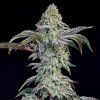 71748 ethos genetics grandpas cookies nr 6 s1 feminized