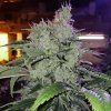 71754 ethos genetics chem funk r1 feminized