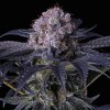 71760 ethos genetics grape balls of fire rbx feminized