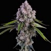 71811 ethos genetics pepe silvia r1 feminized