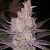 71817 ethos genetics orange kush r1 feminized