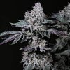 71823 ethos genetics nuggz r1 feminized