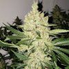 71889 ethos genetics super lemon haze f5 regular